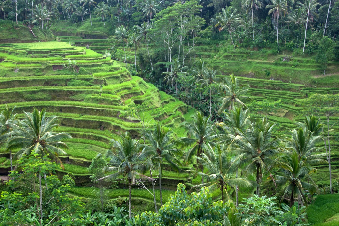 Tegallalang emerald green rice terraces with palm trees in Ubud Bali