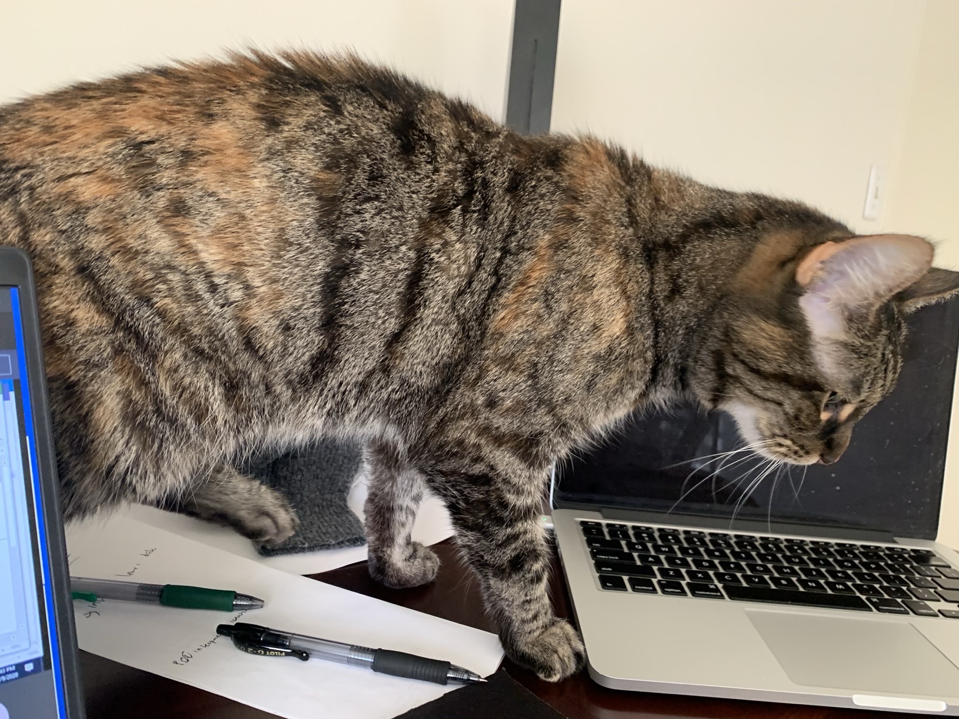 Developer writing cloud automation script on modern laptop screen